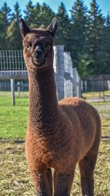 alpaca for sale