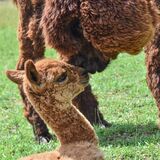 alpaca for sale