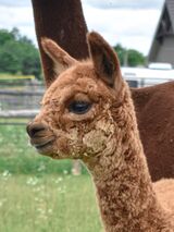 alpaca for sale