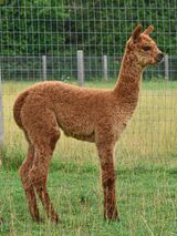 alpaca for sale