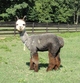 Austen's cria from Matrix Silver Essence