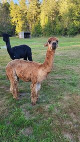 alpaca for sale