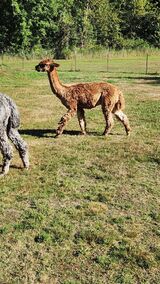 alpaca for sale