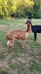 alpaca for sale