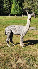 alpaca for sale