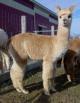 2006 Express Female Cria