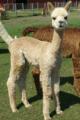 2008 Express Female Cria