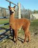 2010 Zoolander Male Cria