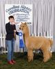 Sire-TGF Drifter. Medium Fawn Snowmass Legacy Gold Son