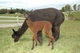 Stunning Cria !!