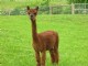 Mom (Patagonia's Primavera) is a Futurity Winner, and proven producer of Top-Quality Cria!!