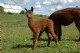 STUNNING Cria! Flawless Conformation. Great Crimp. Very Soft!