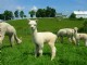 STUNNING Cria! Flawless Conformation. Great Crimp. Very Fine!