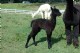 STUNNING Cria! Flawless Conformation. Great Crimp. Very Soft