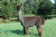 Stunning Male!! Cria have done VERY well in the show ring and at major auctions.