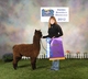 2011 True-Black Champion daughter Gee Gee - Paoba 2012