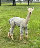 alpaca for sale