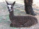 Cria: Harlequin