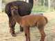 Cria: Keep Sake