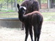 Cria: Elegance In Black