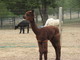 Cabernet's cria picture!