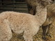 Cria: Chesapeake's Shoreline