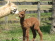 Cria: Nautical Saylor