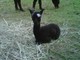 New Female Cria!