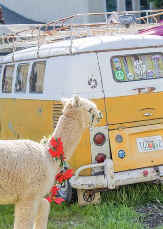 Napoleon alpaca (from Sonoma's Lavender Bnb Farm) on the movie set of HBO max movie, 