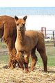 Sir John Eh's 2nd 2011 cria