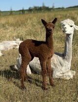 alpaca for sale