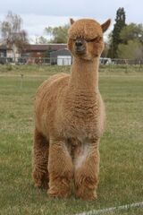 alpaca for sale