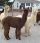 Grand daughters CChamp Annabelle's BB Annastasia and Aristotle's Lady Brianna