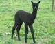 Me at 2 wks old...adorable!