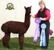 2012 Michigan Show Color Champion