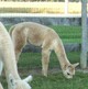 Kaycee as a cria.