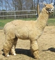 Her 2009 Son MRAR Zepllin's Mr. Apollo wins JUDGES CHOICE 2011 California Classic Spin Off-SOLD