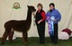 Color Champion 2011 Daughter Duke of Wakeman's Annastasia