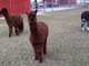 MRAR Duke of Wakeman's Lady Amber 2016 Female Cria!! Born 6/7/2016 18.5 pounds!