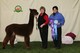 Annastasia Color Champion At Michigan Alpaca FEst 2012  Class of 10