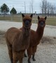 1/2 brother Sampson on right and 1/2 sister Annastasia on left