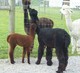 Me and mom saying hello to MRAR Duke of Wakeman's Annastasia-CC granddaughter