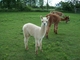 SOLD  2010 Cria Son Carlton 