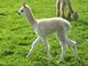 2011 Female Cria Chelsie-Sold