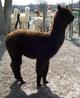 Lady C J 09 Female Cria Beautiful Head!