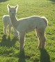 2013 Male Cria MRAR Mr Aristotle's Peruvian Drake-SOLD