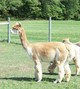 Mom looking gorgeous after her top knot was trimmed!