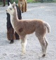 2014 Female Cria Starsky's Miss Nikita Rose  5/7/2014