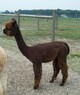 Sold- My 2010  Daughter-Omni's Peruvian Lady Penny!