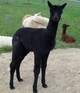 Sold-My 2011 Daughter Anka's Peruvian Lady Priscilla